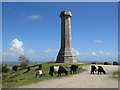SY6187 : Cattle at the Hardy Monument, near Portesham by Malc McDonald