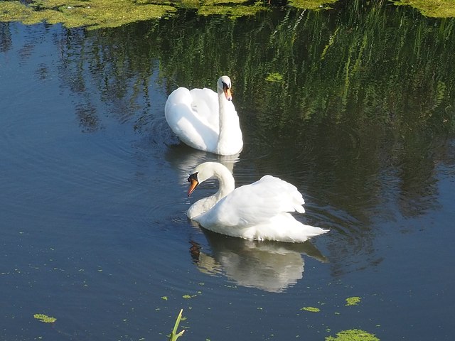 A pair of swans in East Drain