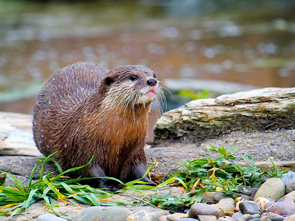 Otter at Martin Mere Wetlands Centre © David Dixon :: Geograph Britain ...