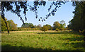 SP4204 : Meadow near Payne's Farm by Des Blenkinsopp