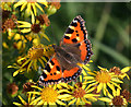 A Small Tortoiseshell butterfly (Aglais urticae) on ragwort