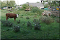 Cows near Bledington