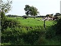 Farmland at Broadacres Farm