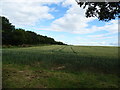 Cereal crop near Dere Street House Farm