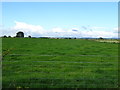 Grazing near Limekilns Farm