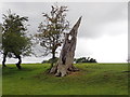 Striking dead tree trunk 