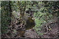 Headwater stream of River Stort