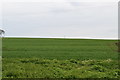 North Essex farmland