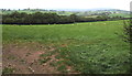 Distant sheep in a field in rural Monmouthshire