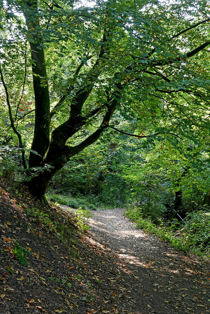 Woodland track to The Straits, Dudley