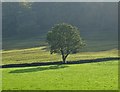 Lone tree at Moorfield