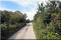 SW6920 : Road leading away from Rural Workshops, Higher Bochym towards the A3083 by habiloid