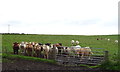 Cattle near South Kiplaw Farm