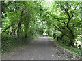 Camel Trail near Boscarne