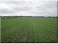 Over  crop  to  farm  on  Driffield  Road