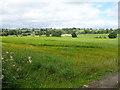 Cereal crop off South Moor Lane