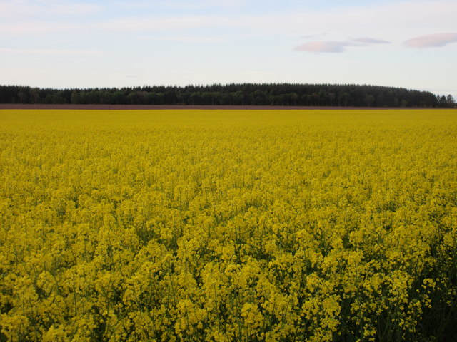 Yellow field at Ardovie