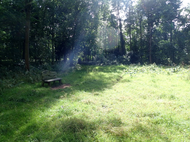 A sunny glade in The Dingle
