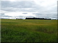 Cereal crop, Hunton