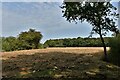 Standen, Wagstaff Lane: Ploughed field