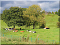 Cows Grazing near Burrs Halt