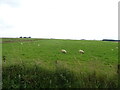 Sheep grazing, Nether Brownhill