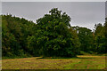 ST5578 : Henbury : Grassy Field by Lewis Clarke