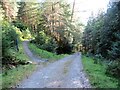 Junction of tracks in the forest