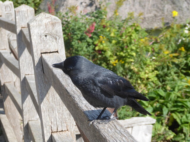 Constable, that's a Gainsborough: baby Jackdaw at Bridge Cottage