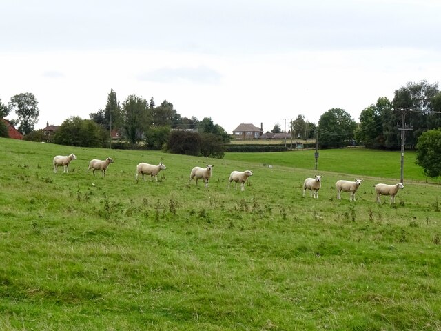 Sheep in a ridge and furrow field