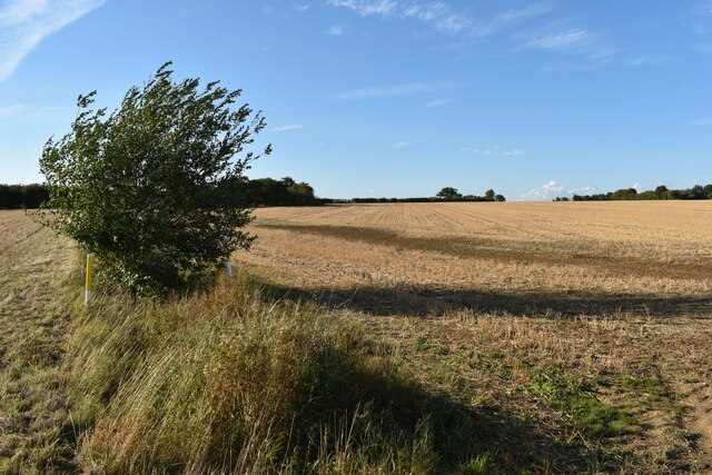 Field near Wood Farm, Clay Lane, Hemingstone