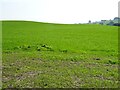 Field in the Lugg valley