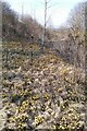 A patch of coltsfoot flowers