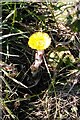 Coltsfoot plant