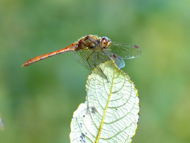 Common Darter dragonfly (male)