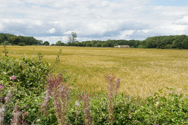 Barley field near Furzy Leaze