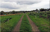 SK4922 : Shepshed Road Allotments access track by Andrew Tatlow