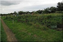 SK4922 : Shepshed Road Allotments west side by Andrew Tatlow