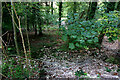 Wooded escarpment of Walderton Down