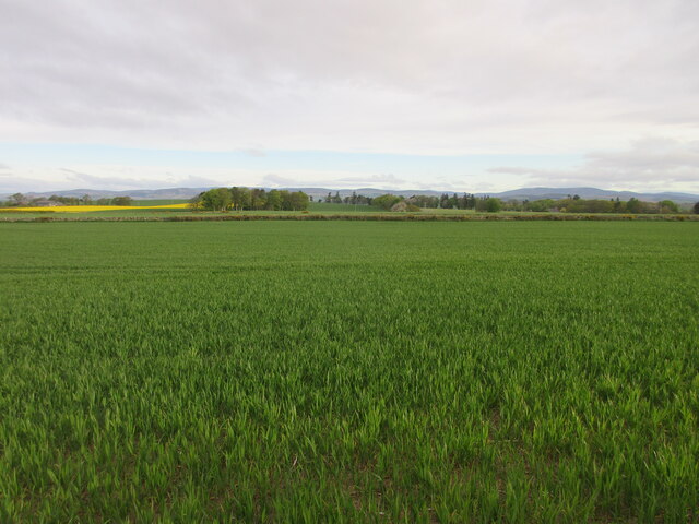 Green field near White Myre