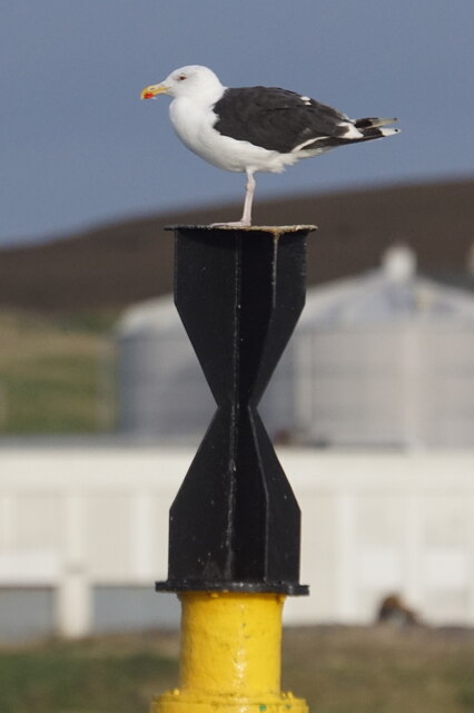 Great Black-backed Gull (Larus marinus), Shetland Catch, Lerwick