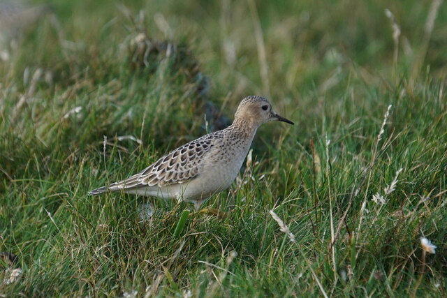 Buff-breasted Sandpiper (Calidris subruficollis), Skaw, Unst