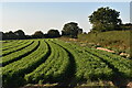 Field of carrots, Holly Farm, Stutton