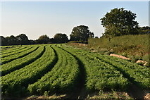 TM1335 : Field of carrots, Holly Farm, Stutton by Simon Mortimer