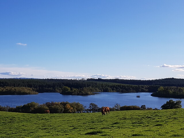 Cows above Loch Ussie