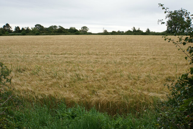 Field of barley near High Lodge Farm