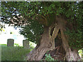 An ancient tree in St John