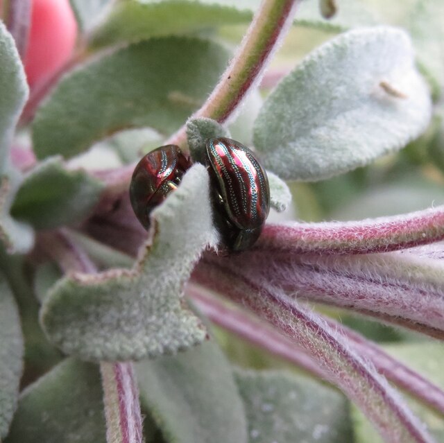 Rosemary Beetles on Sage