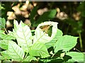 NZ0956 : Speckled Wood butterfly by Robert Graham