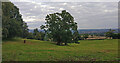 Farmland at Park Attwood Farm